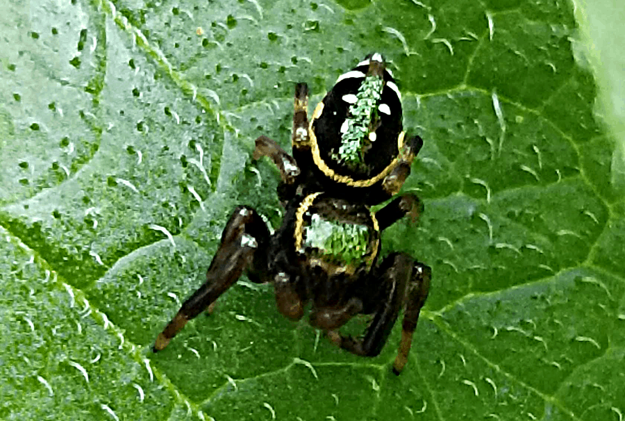 Golden Jumping Spider