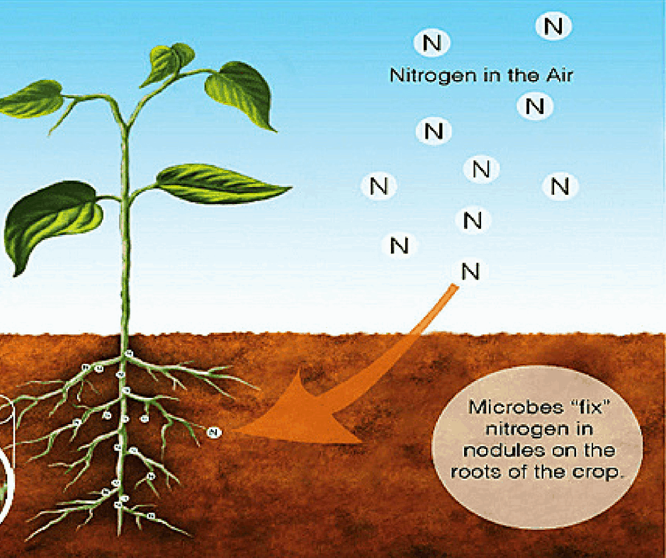 Nitrogen fixation by plants