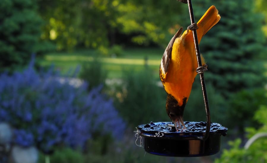 Oriole eating jelly