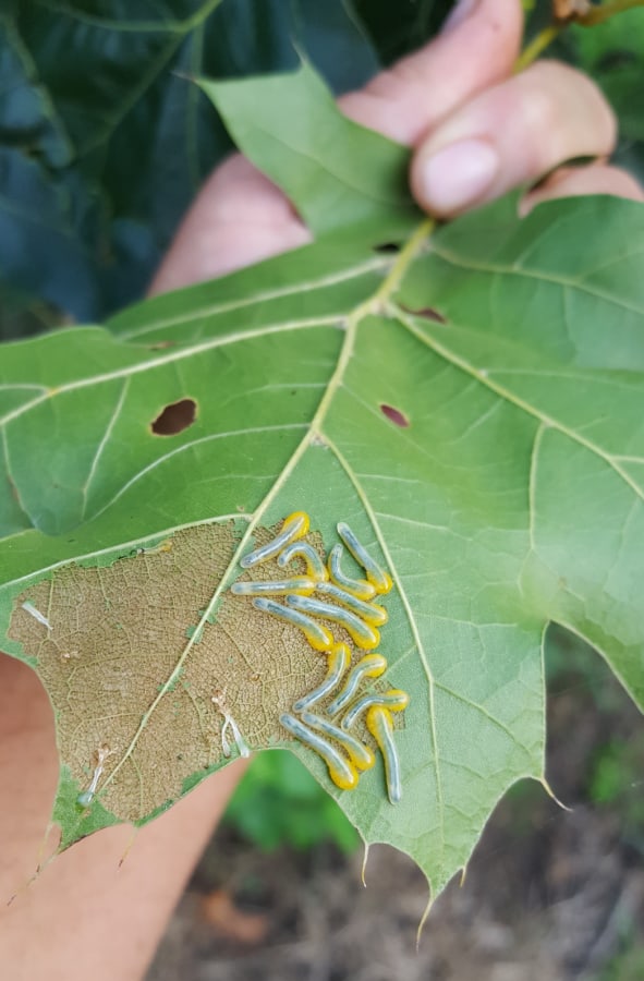 scarlet oak sawfly