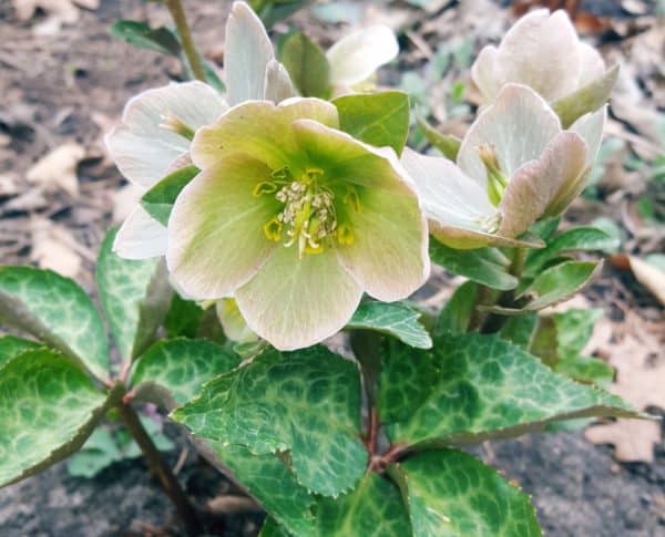 Lenten Rose – March Plant of the Month