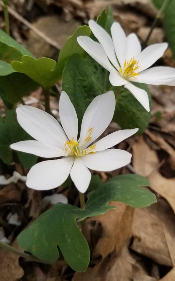 bloodroot is a native shade groundcover