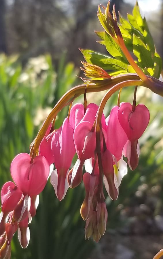 old-fashioned bleeding heart