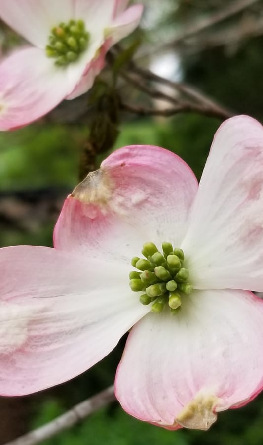 Flowering dogwoods are for shade