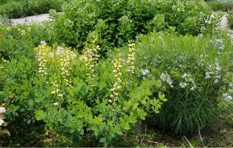 baptisia and bluestar