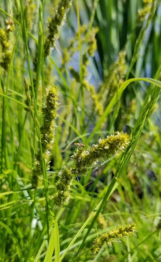 native grass fox sedge