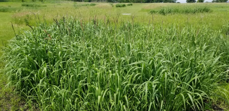 native grass prairie cordgrass