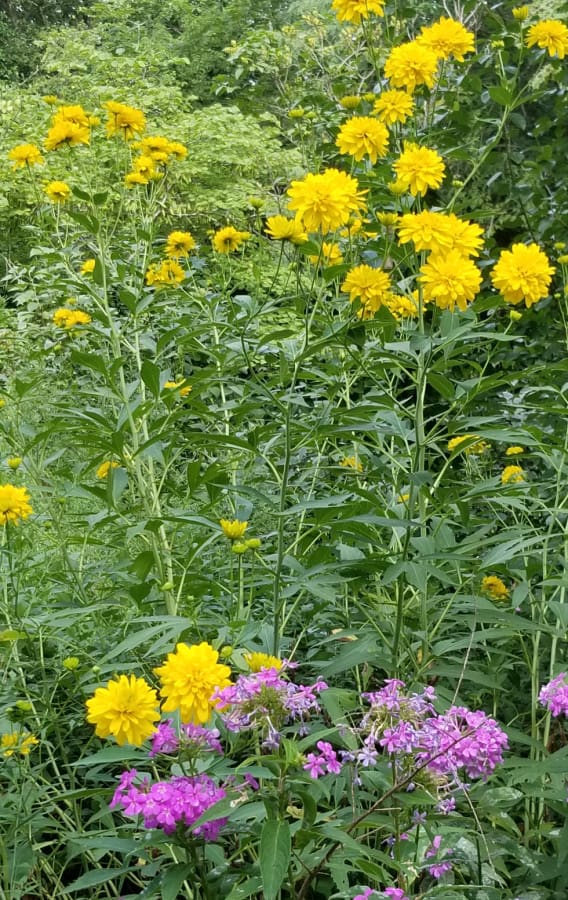 rudbeckia 'Goldquelle'