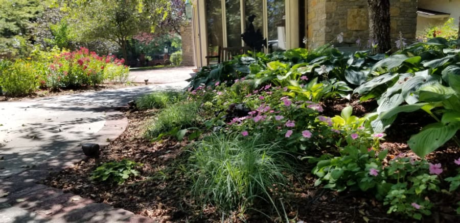 Using impatiens in the shade