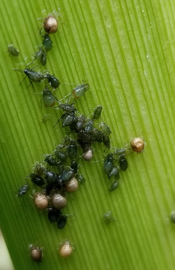 aphids are vegetable pests