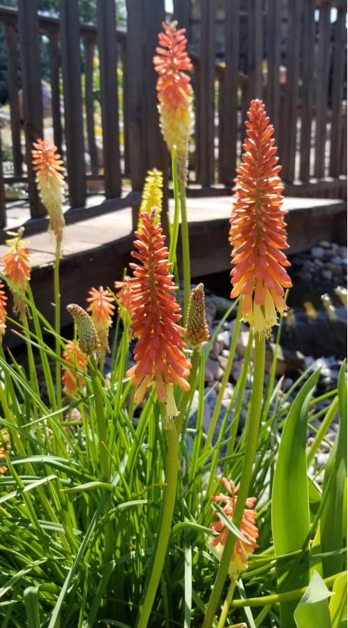 red hot poker is companion plant for nepeta