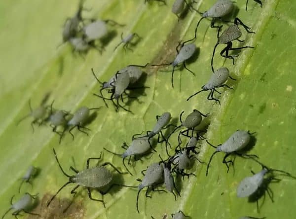 Vegetable Pests of the Central Great Plains