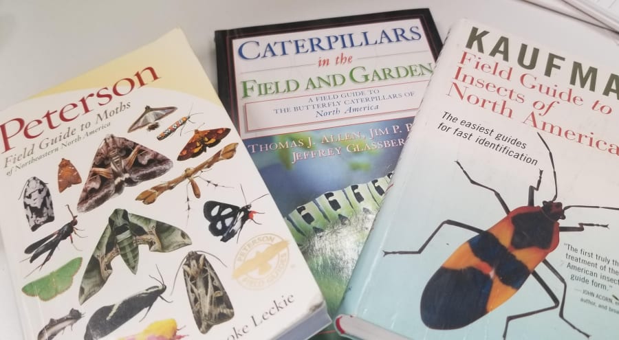 identify your pollinators with field guides