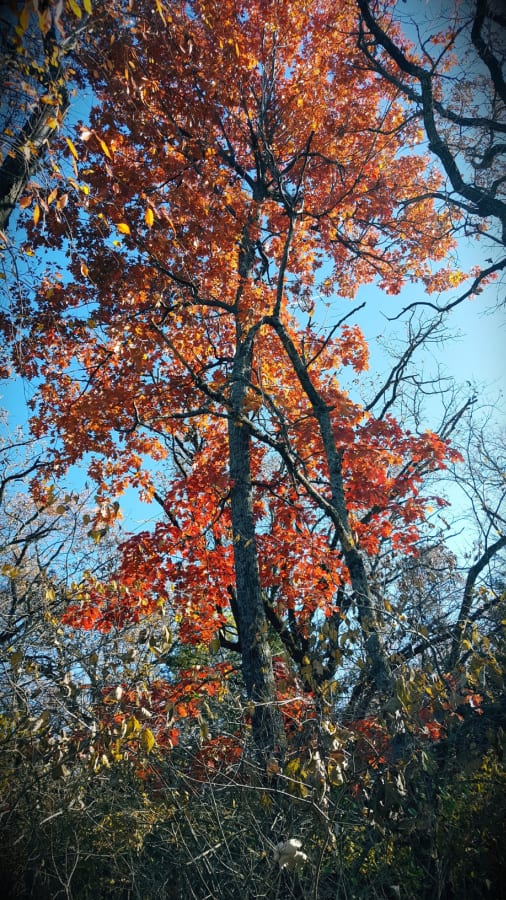 black oak fall color