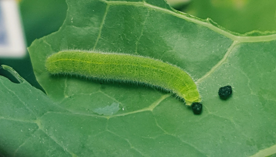 caterpillars are vegetable pests