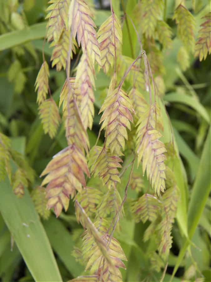 native grass northern sea oats
