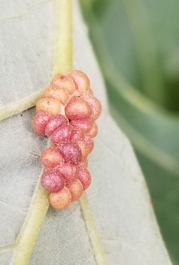 oak clustered midrib gall 