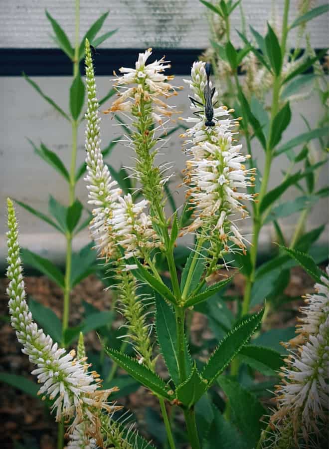 Culver's root pollinated by a thread-waisted wasp