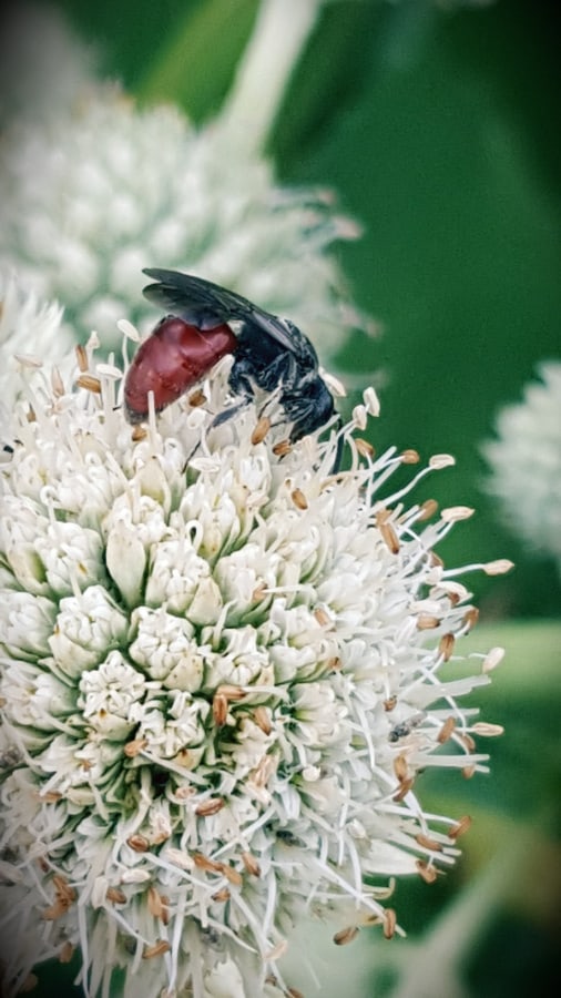 A blood bee pollinating