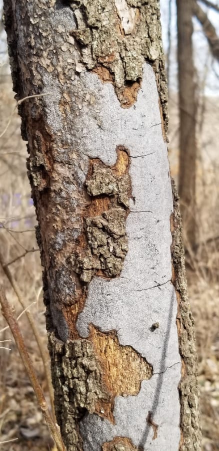 Hypoxylon canker of oak