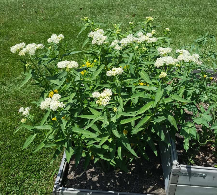 marsh milkweed 'Ice Ballet'