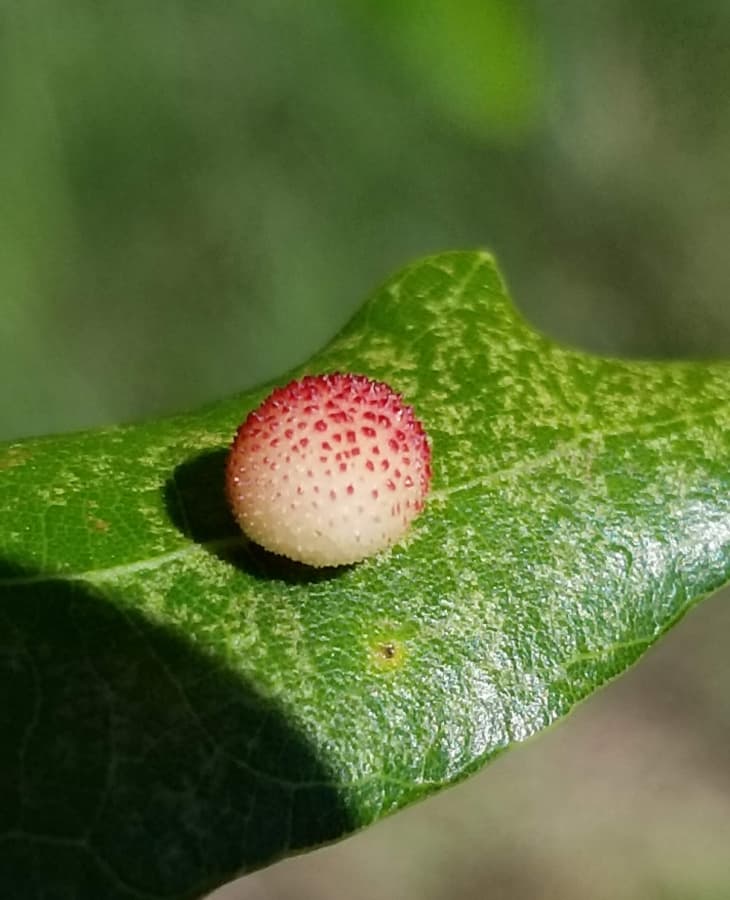 Jewel oak gall