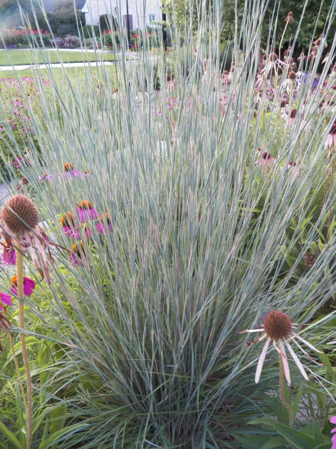 native grass little bluestem