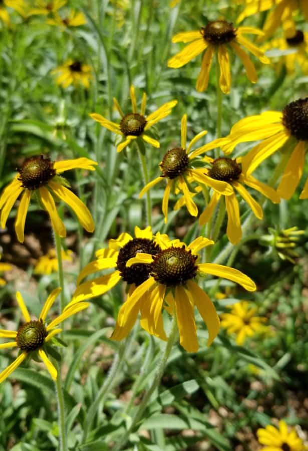 Missouri rudbeckia