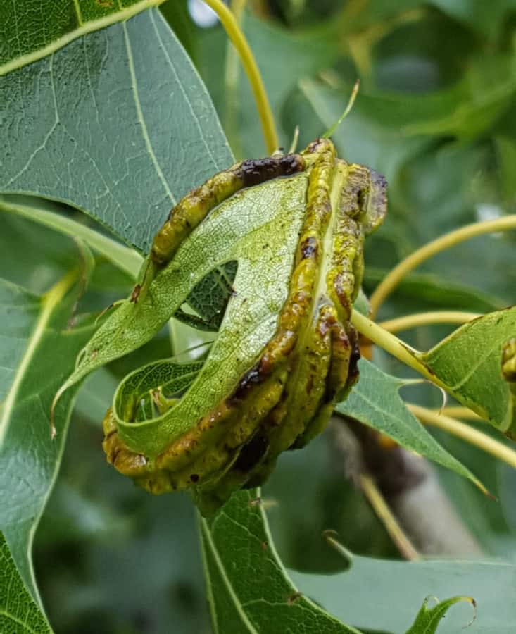 oak vein pocket gall