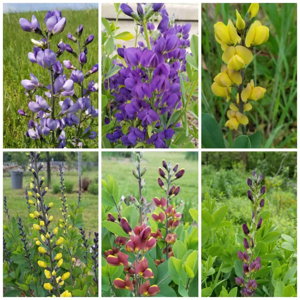 lots of variety of baptisias