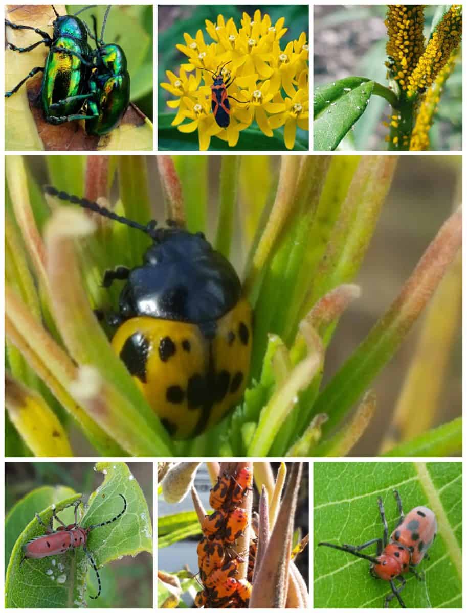 insects that feed on milkweed