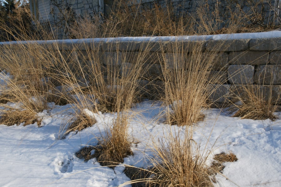 native grass prairie dropseed in winter