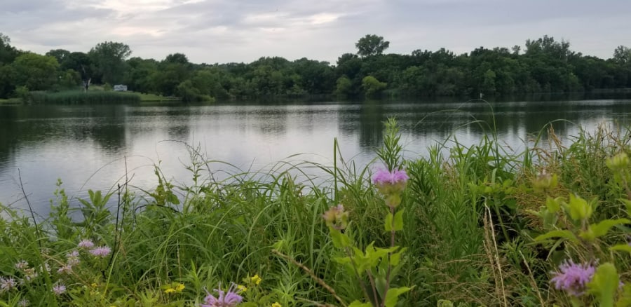 Prairie Lake native grasses