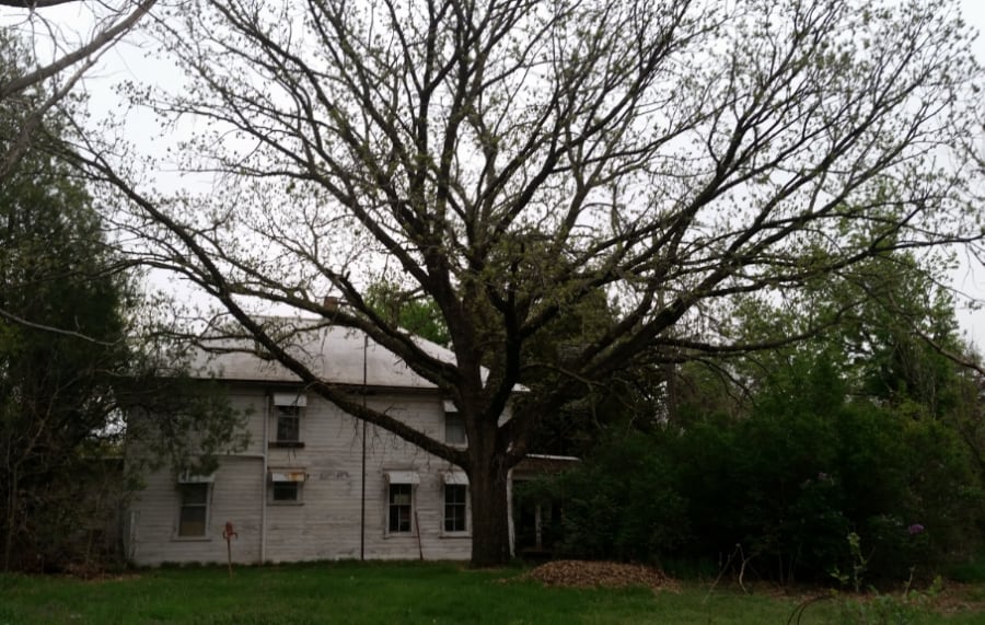 large bur oak tree