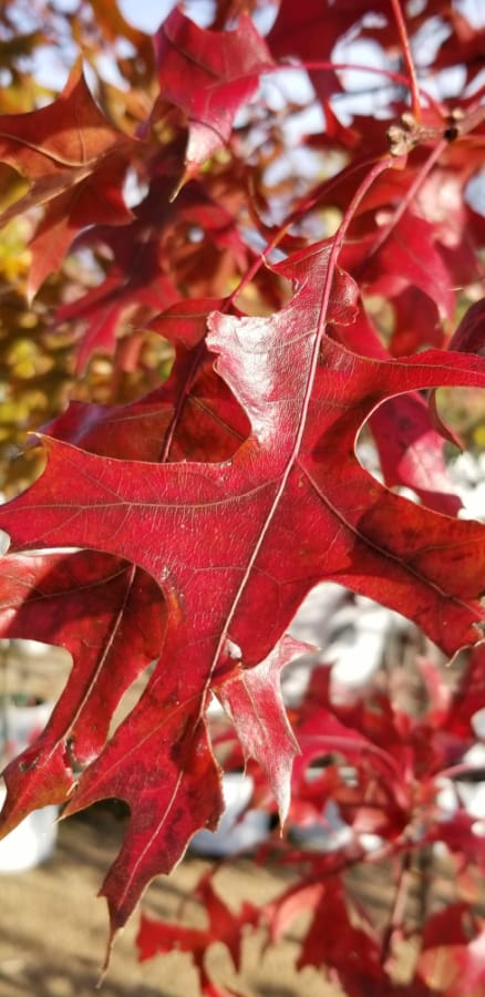 Scarlet oak 'KC Infraray Red'