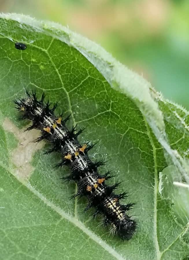 silvery checkerspot caterpillar