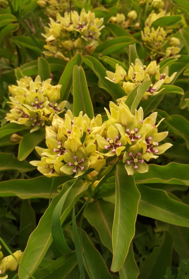 spider milkweed