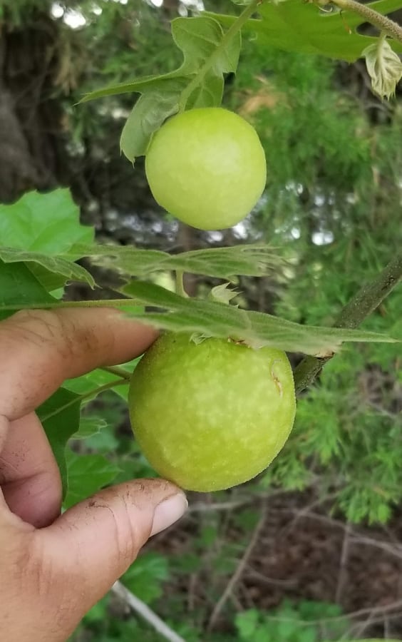 spongy oak apple gall