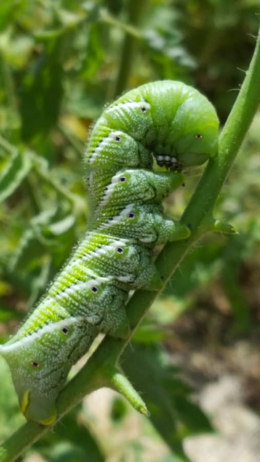 tobacco hornworms are vegetable pests