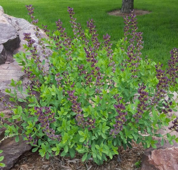 Baptisia – May Plant of the Month