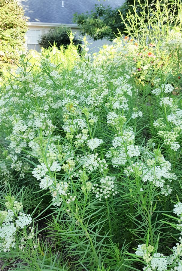 whorled milkweed
