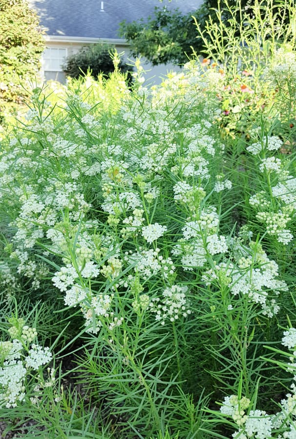 whorled milkweed