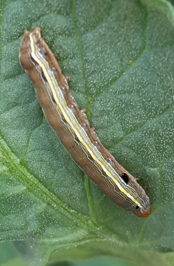 armyworms are vegetable pests