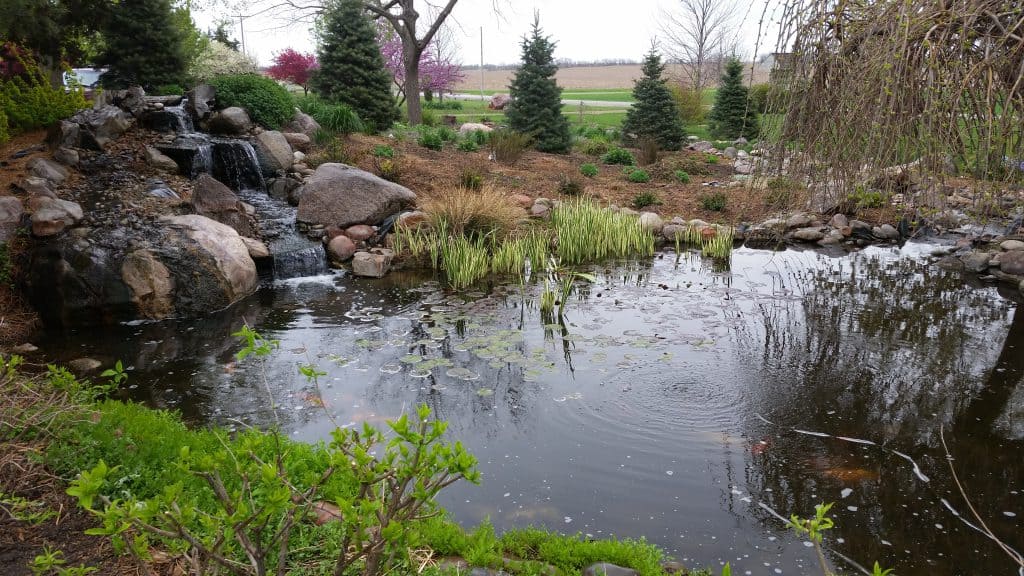 Grimm's Gardens' pond for dragonflies