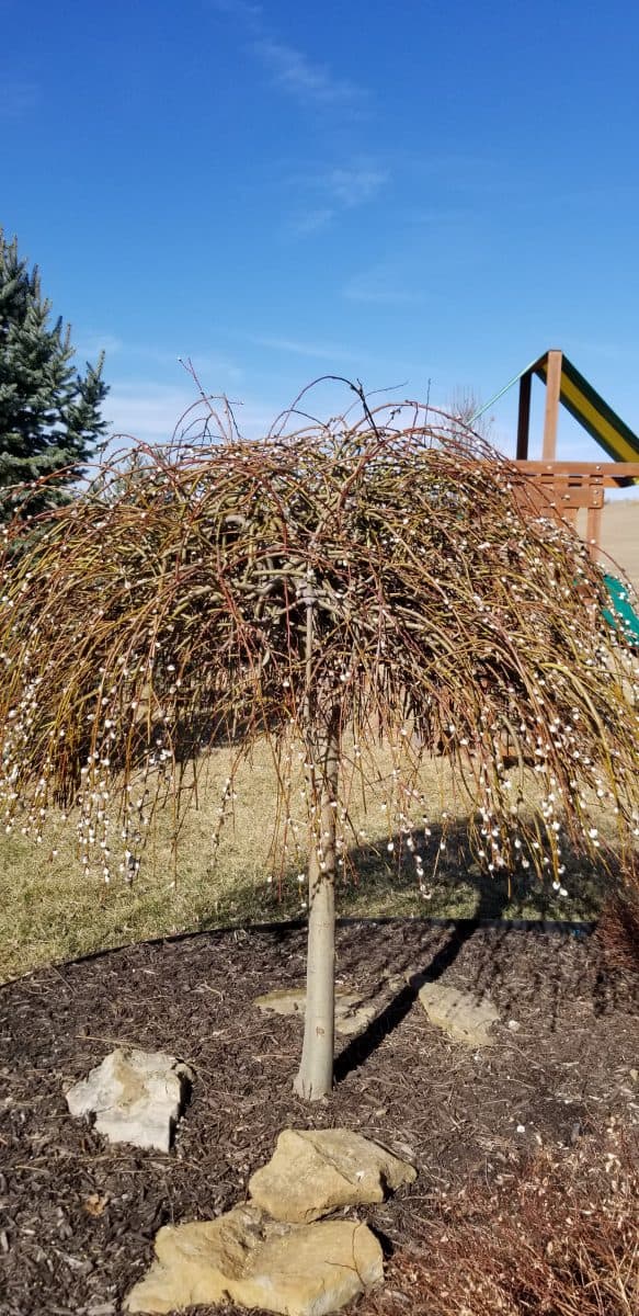 small trees - weeping pussy willow