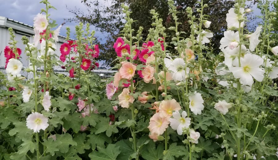 hollyhocks