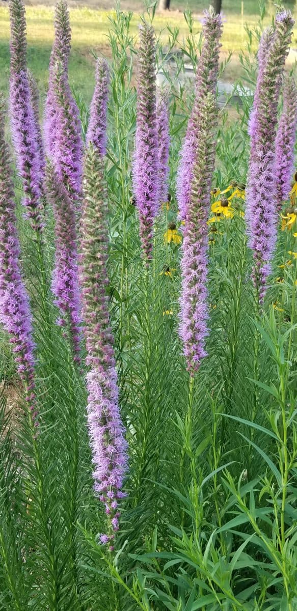 prairie blazingstar