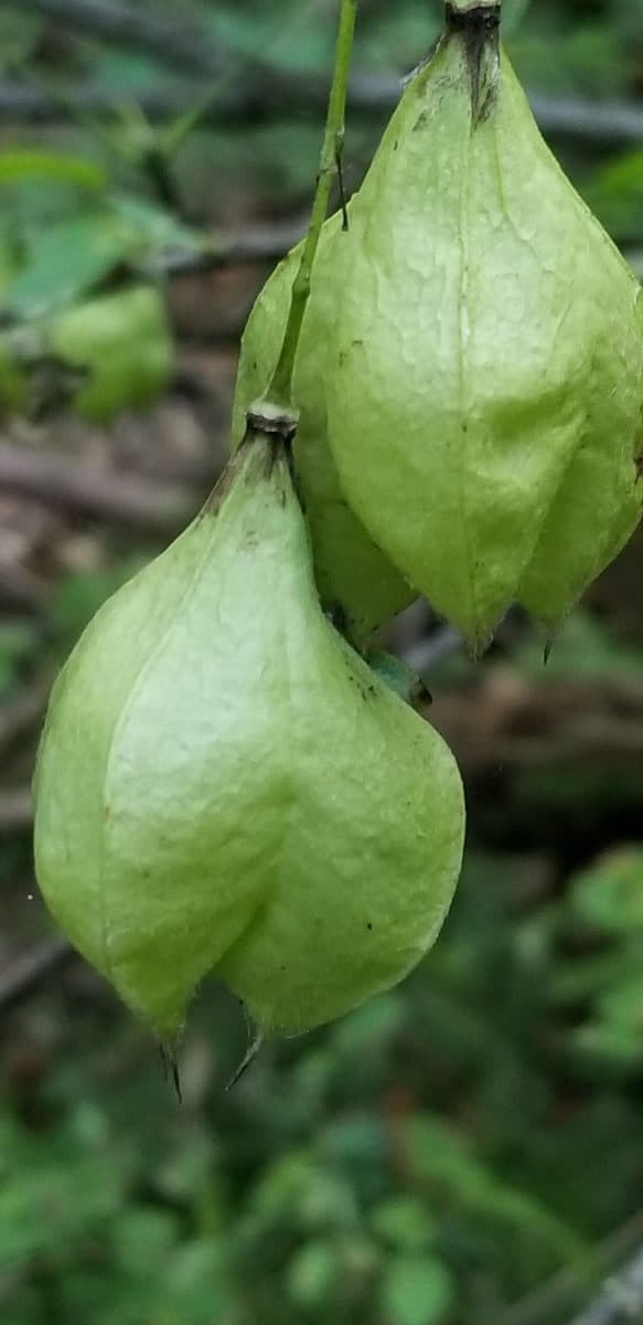 bladdernut seedpods