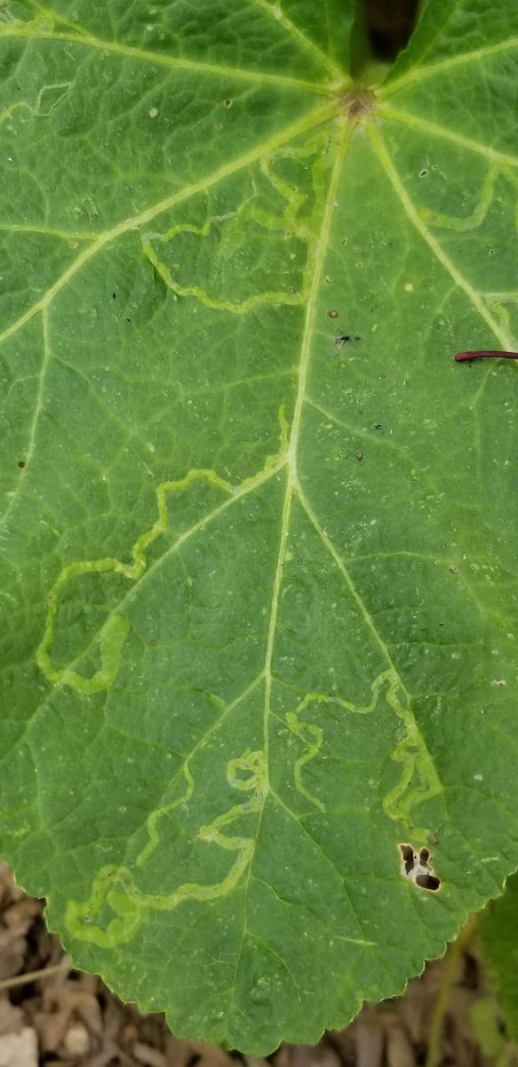 hollyhock leaf miner