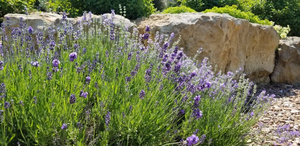 lavender with purple flowers